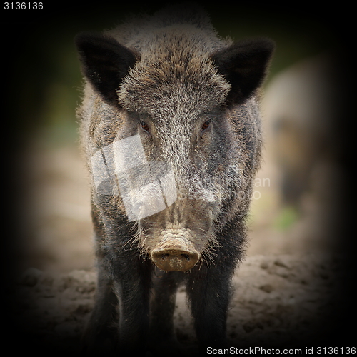 Image of wild boar portrait with vignette