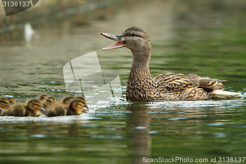 Image of family of ducks