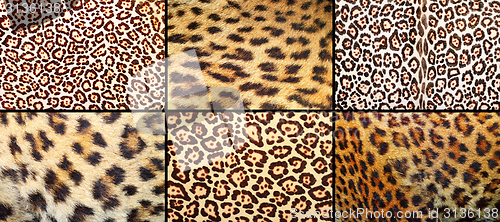 Image of collection of leopard pelt textures