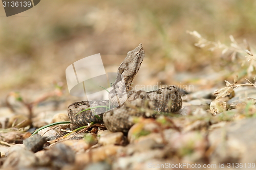 Image of small nose horned viper ready to strike