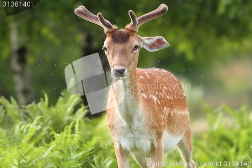 Image of fallow deer buck in the forest