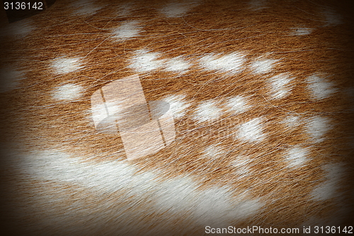 Image of textured spots on dama fur