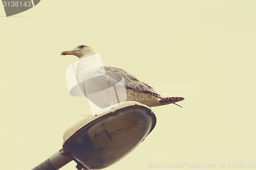 Image of herring gull with vintage effect