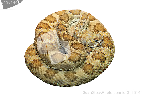 Image of clotalus viridis isolated over white