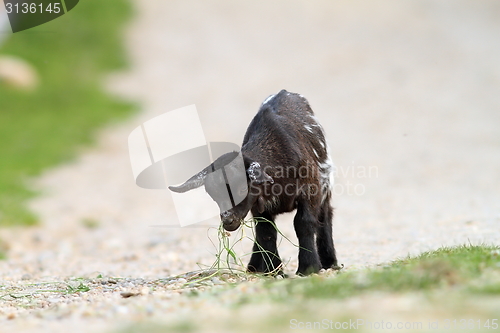 Image of young black goat has found something to eat