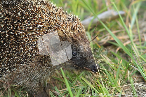 Image of northern white breasted hedgehog