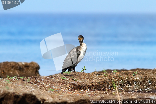 Image of great cormorant standing on floating reed islet