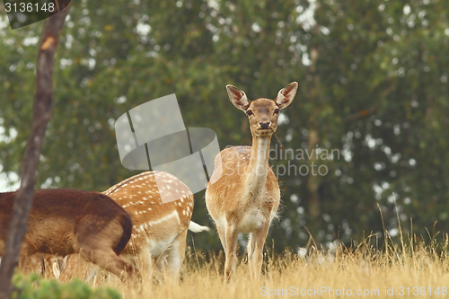 Image of fallow deer hind looking at camera