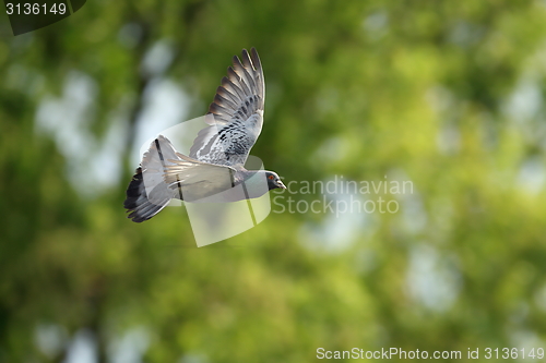 Image of pigeon in flight over out of focus forest