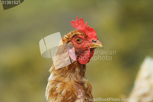 Image of portrait of brown hen