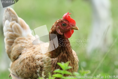 Image of portrait of brown hen