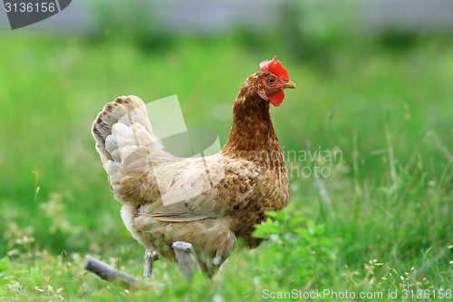 Image of hen in the farm yard