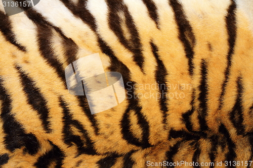 Image of black stripes on real tiger fur