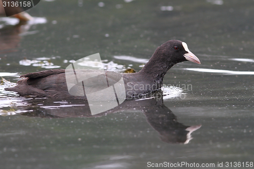 Image of common coot on lake surface