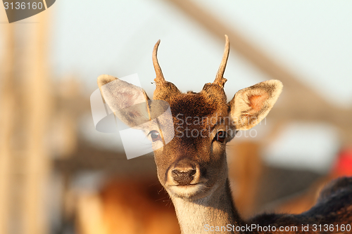 Image of young fallow deer stag close up