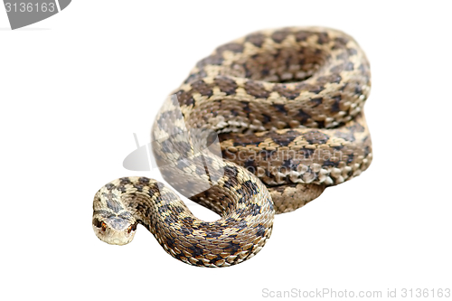 Image of meadow viper isolated over white