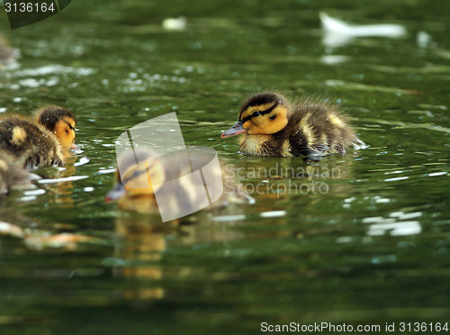 Image of young ducklings on water