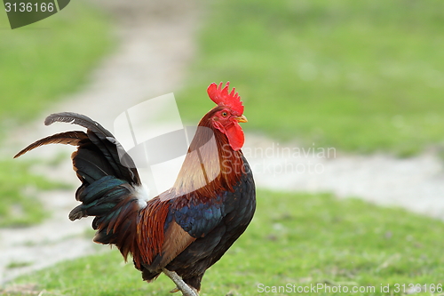 Image of colorful rooster  in the garden