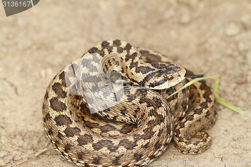 Image of vipera ursinii standing on the ground