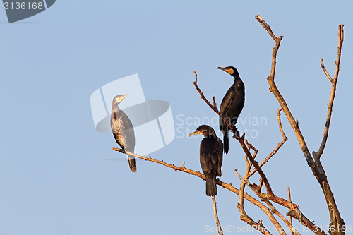 Image of three great cormorants on the tree