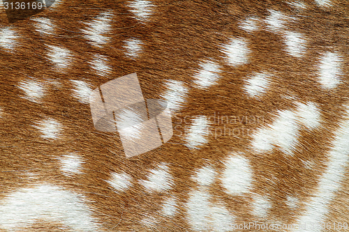 Image of texture of fallow deer fur