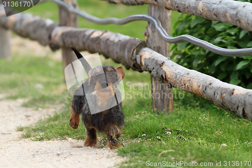 Image of small dog running towards camera