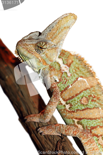 Image of isolated veiled chameleon