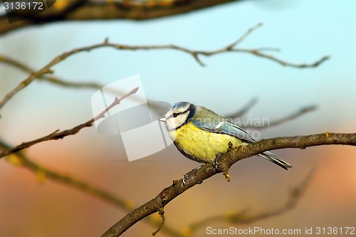 Image of blue tit up in the tree