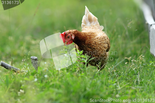 Image of hen looking for food