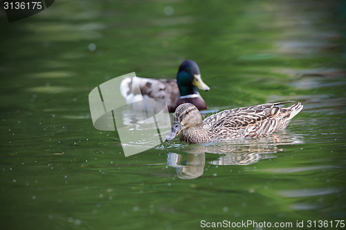 Image of mallard couple