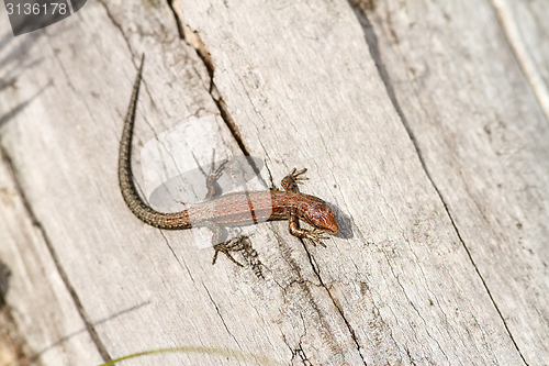 Image of juvenile viviparous lizard