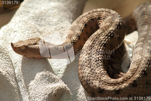 Image of european sand viper on leather glove