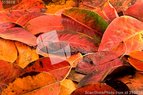 Image of Autumn leaves