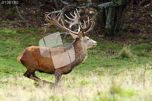 Image of big red deer stag in a clearing