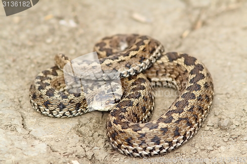 Image of meadow viper ready to strike 