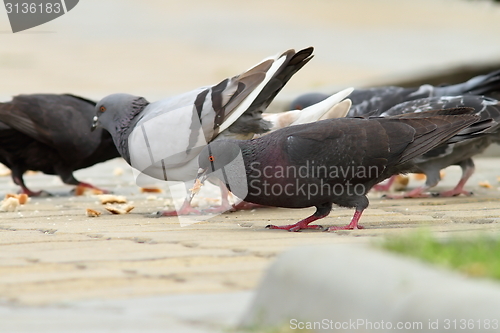 Image of pigeons eating bread on urban alley