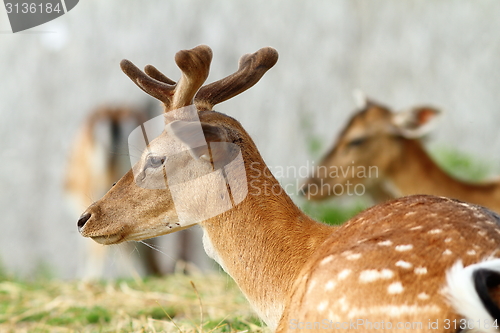 Image of dama buck with growing trophy