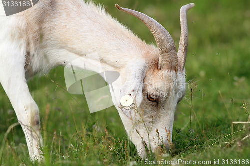 Image of white goat grazing