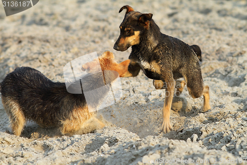 Image of dogs playing on the beach