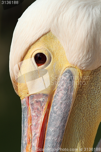 Image of great pelican close up