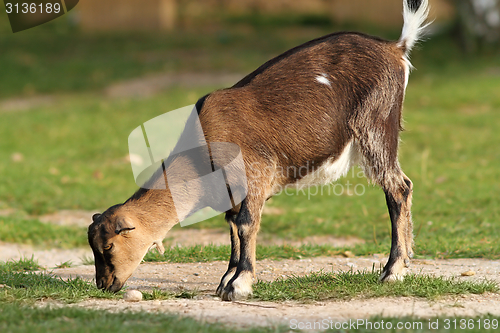 Image of goat grazing alone at the farm