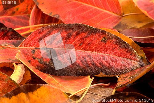 Image of Autumn leaves 2