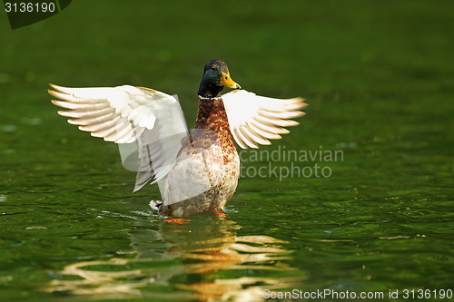 Image of male mallard with wings spread 