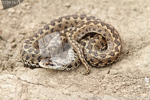 Image of meadow adder on ground