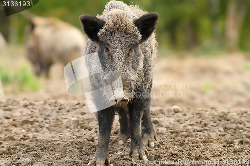 Image of wild boar looking to the camera