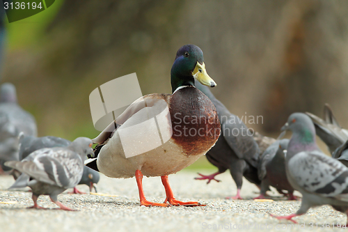 Image of male mallard duck standing proud amongst pigeons