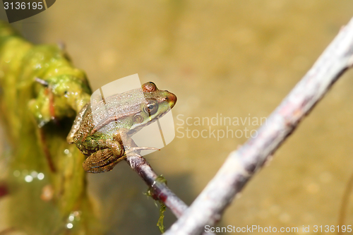 Image of marsh frog on a twig