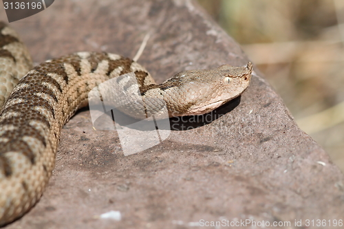 Image of nose horned viper large female