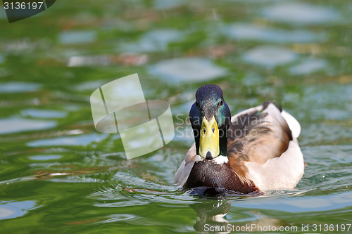 Image of mallard male on lake surface