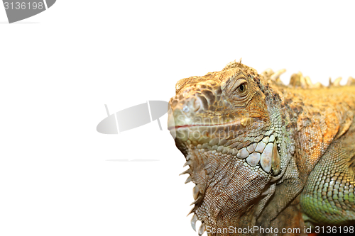 Image of green iguana portrait over white